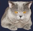 Аватар користувача